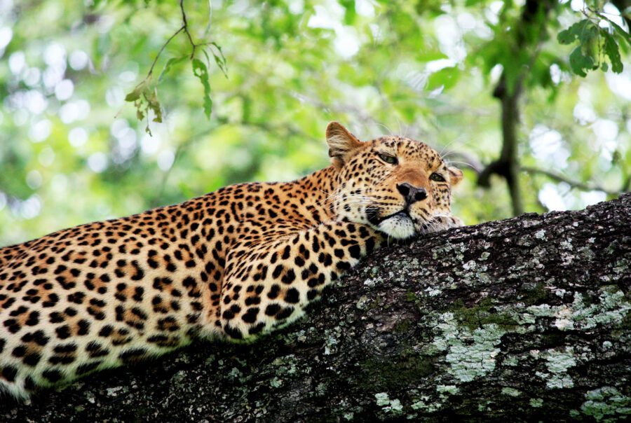 Leopard-South-Luangwa-National-Park,-Zambia