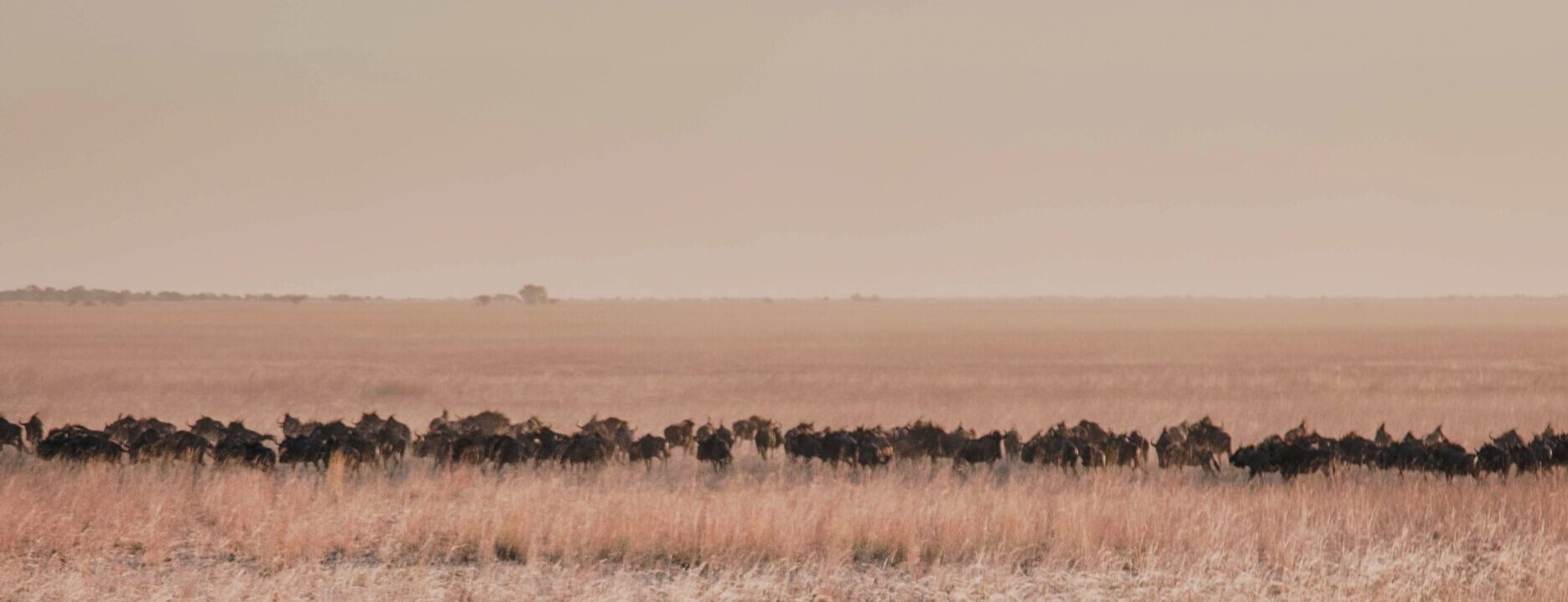 zambia liuwa plain Just-wildies-Scott-Ramsay-67-scaled