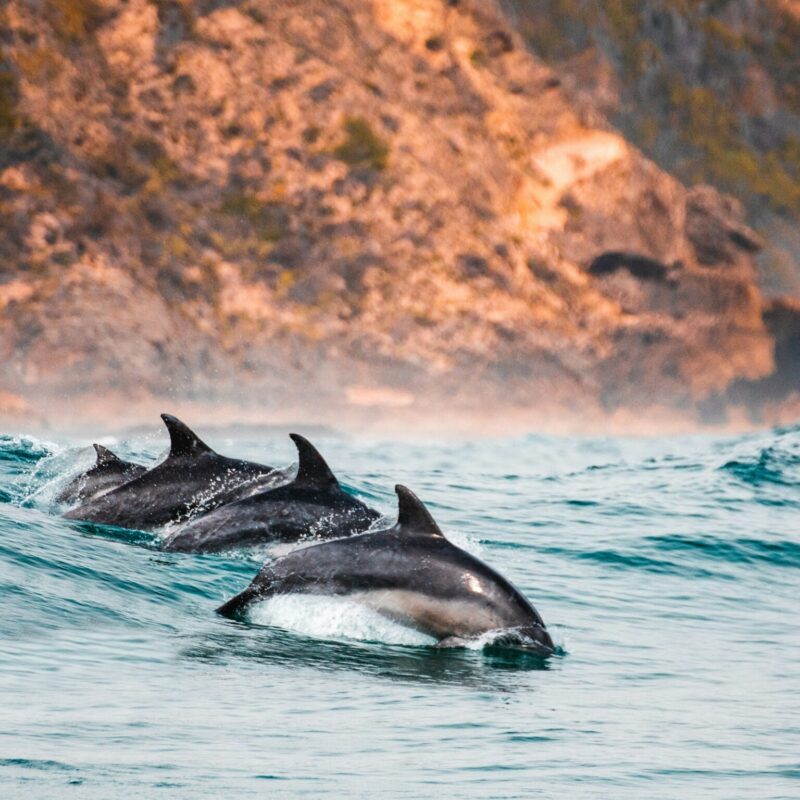 south africa knysna redcharlie-qtHhv2NE1Vo-unsplash