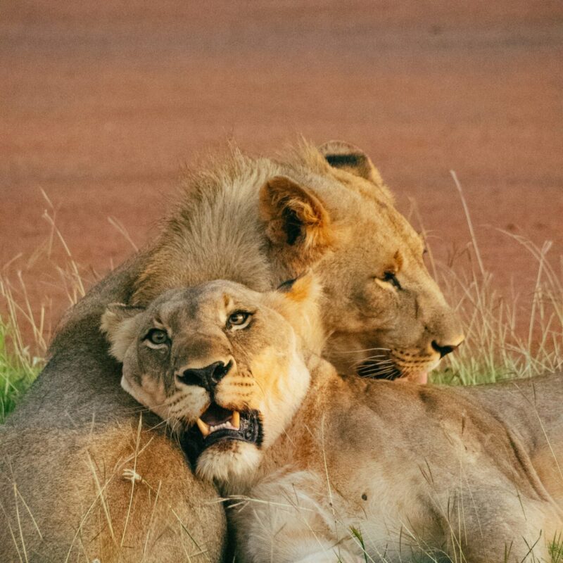 south africa madikwe philipp-deisenhofer-VSHiL1XDMU8-unsplash